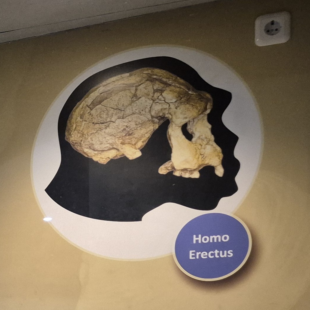 Homo Erectus